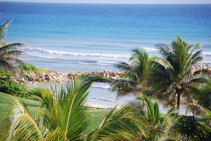 pam trees on beach in Jamaica