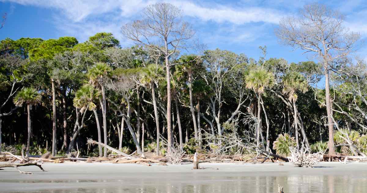 Wassaw island nature reserve beach near Savannah