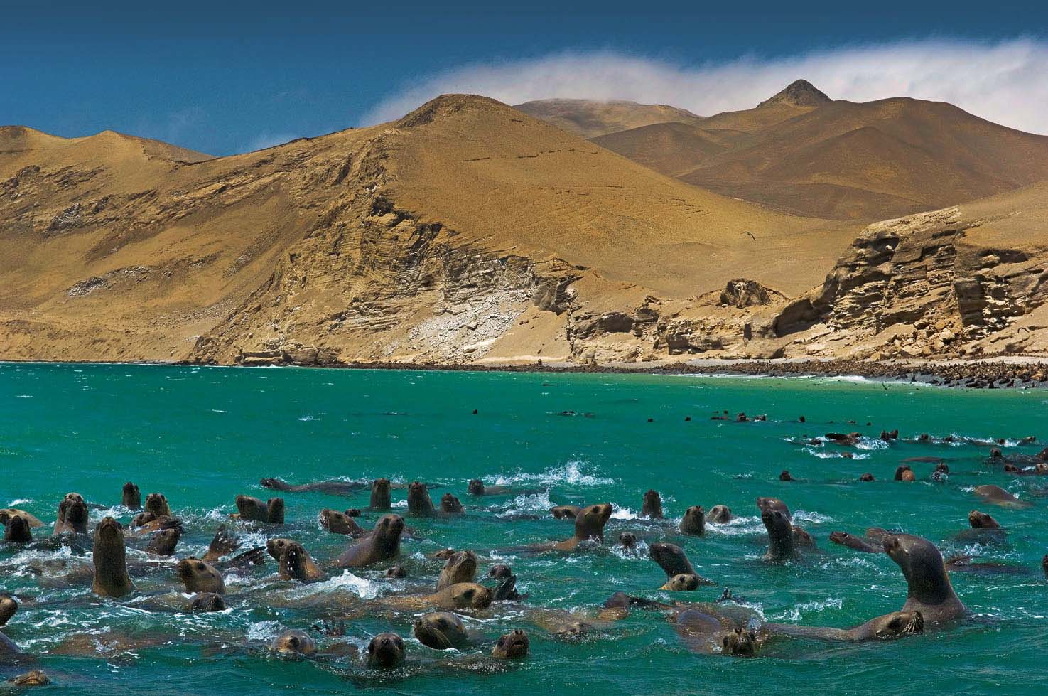 sealions in Peru Paracas nature reserve