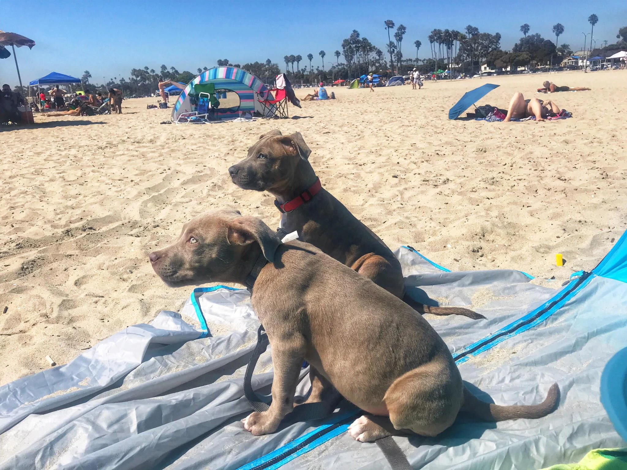 dog friendly beach in LA