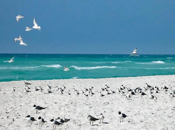 best beaches on The Gulf