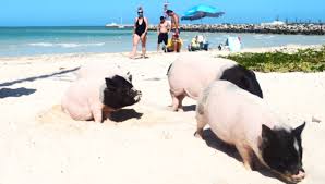 where is pig beach in Merida